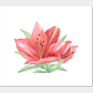 LILY FLOWER IN CORAL Posters and Art